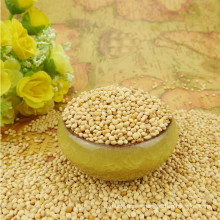 high quality white broom corn millet dry WELL POLISHED